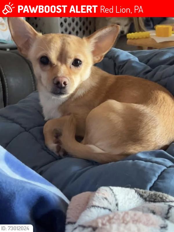 Lost Male Dog last seen D and k, Red Lion, PA 17356