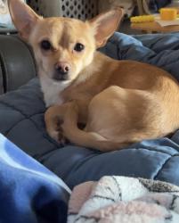 Lost Male Dog last seen D and k, Red Lion, PA 17356