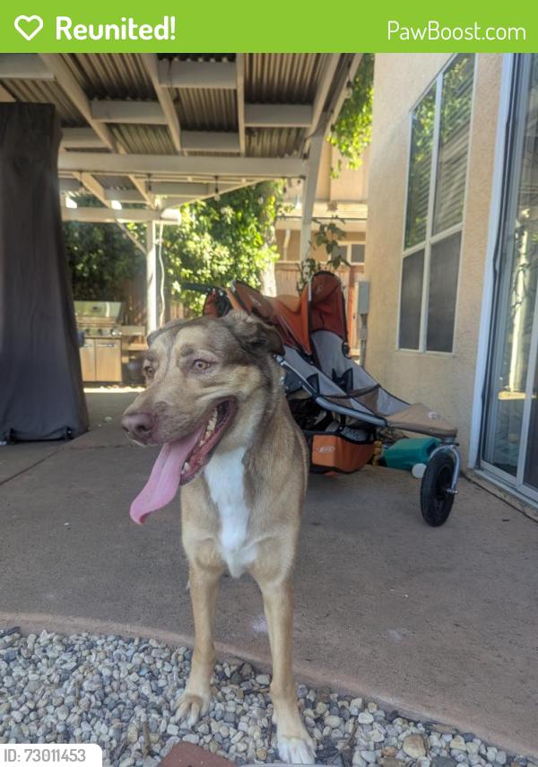 Reunited Male Dog last seen Barret Drive & Ashland Drive , Roseville, CA 95661