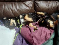 Lost Male Dog last seen 79th and 31nd ave, Sacramento, CA 95824