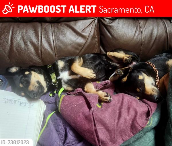 Lost Male Dog last seen 79th and 31nd ave, Sacramento, CA 95824