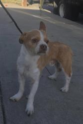 Found/Stray Male Dog last seen Near Monterey Blvd, Hermosa Beach, CA 90254