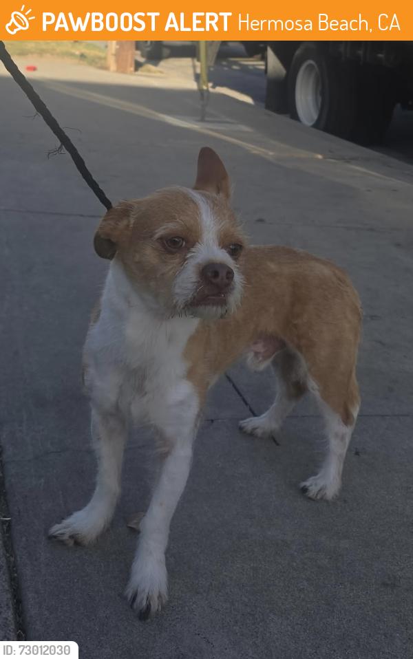 Found/Stray Male Dog last seen Near Monterey Blvd, Hermosa Beach, CA 90254
