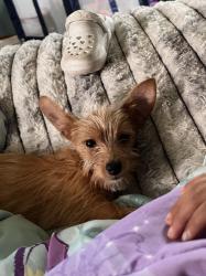 Lost Female Dog last seen Jesse Rd Broadway NC 27505 -Harnett County, Broadway, NC 27505