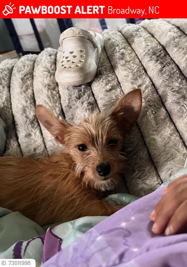 Lost Female Dog last seen Jesse Rd Broadway NC 27505 -Harnett County, Broadway, NC 27505