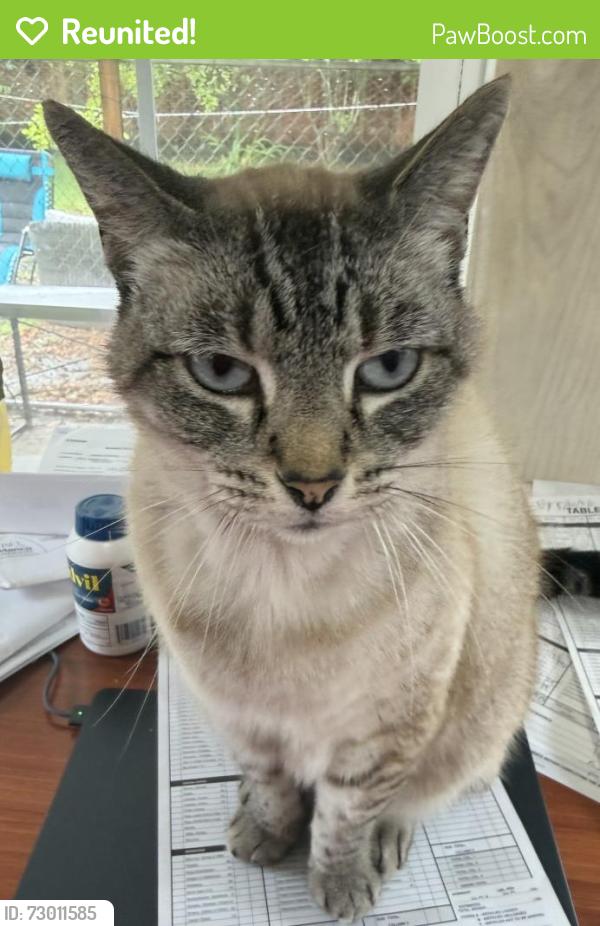 Reunited Female Cat last seen Nevada St., Santa Cruz, Santa Cruz, CA 95060