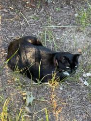 Found/Stray Unknown Cat last seen Meridian park across the street, Washington, DC 20009