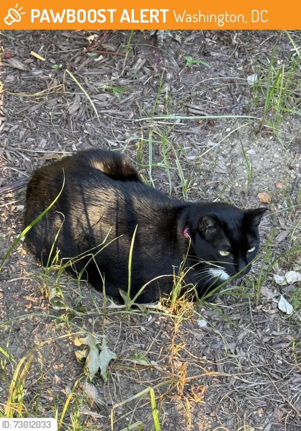 Found/Stray Unknown Cat last seen Meridian park across the street, Washington, DC 20009
