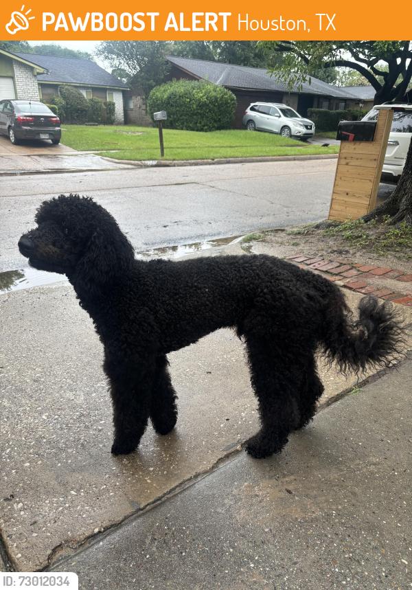 Found/Stray Male Dog last seen Hickory Forest Dr, Houston, TX 77088