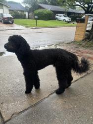Found/Stray Male Dog last seen Hickory Forest Dr, Houston, TX 77088