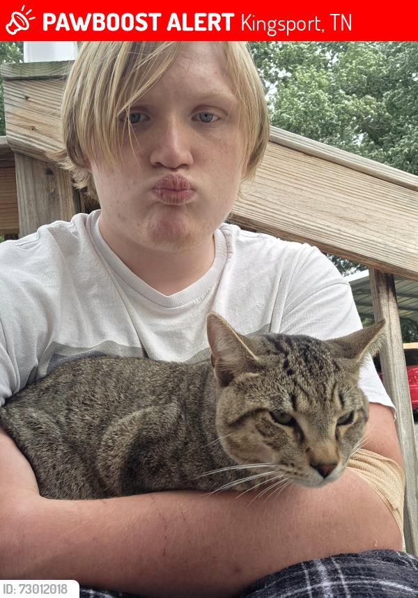 Lost Male Cat last seen Morgan's Auto, Kingsport, TN 37664
