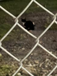 Found/Stray Unknown Cat last seen Rodney street and Keap street; cat is in vacant lot, Brooklyn, NY 11211