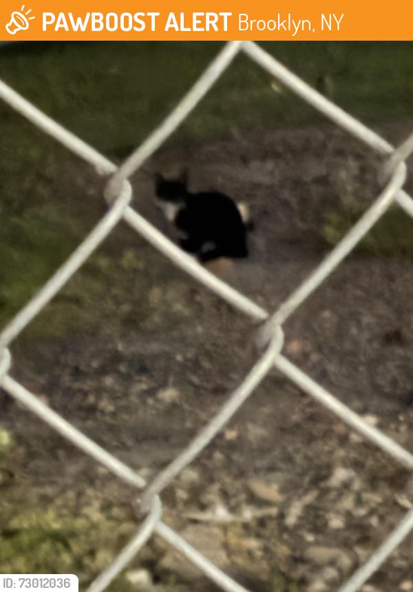 Found/Stray Unknown Cat last seen Rodney street and Keap street; cat is in vacant lot, Brooklyn, NY 11211