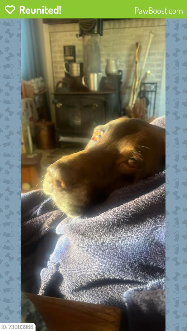 Reunited Male Dog last seen Bowman and davis, Saint Clair, MI 48079