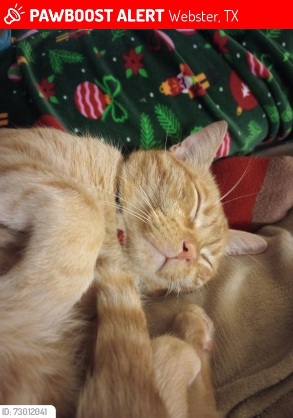 Lost Male Cat last seen eastcape, Webster, TX 77598