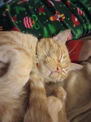 Lost Male Cat last seen eastcape, Webster, TX 77598