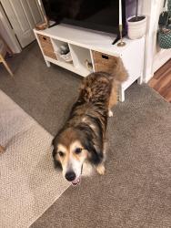 Found/Stray Female Dog last seen Lakewood apmts, Imperial, MO 63052