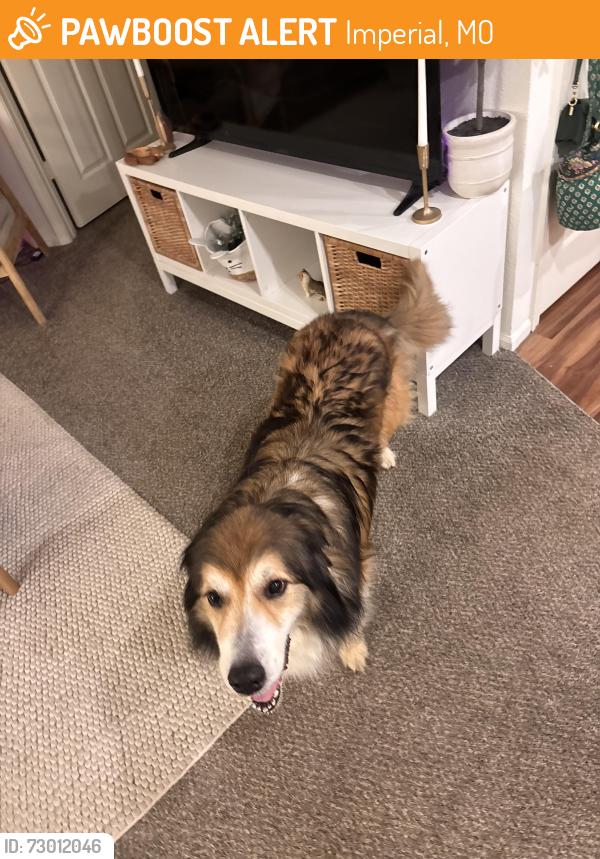 Found/Stray Female Dog last seen Lakewood apmts, Imperial, MO 63052