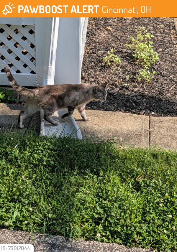 Found/Stray Unknown Cat last seen Marburg Avenue, Erie Avenuw, Cincinnati, OH 45208
