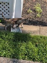 Found/Stray Unknown Cat last seen Marburg Avenue, Erie Avenuw, Cincinnati, OH 45208