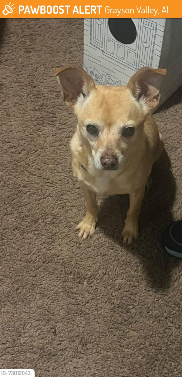 Found/Stray Female Dog last seen Brewster Road and Pebble Lakes, Grayson Valley, AL 35235