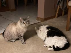 Reunited Female Cat last seen Gregory &Haydrn, Johnsburg, IL 60051