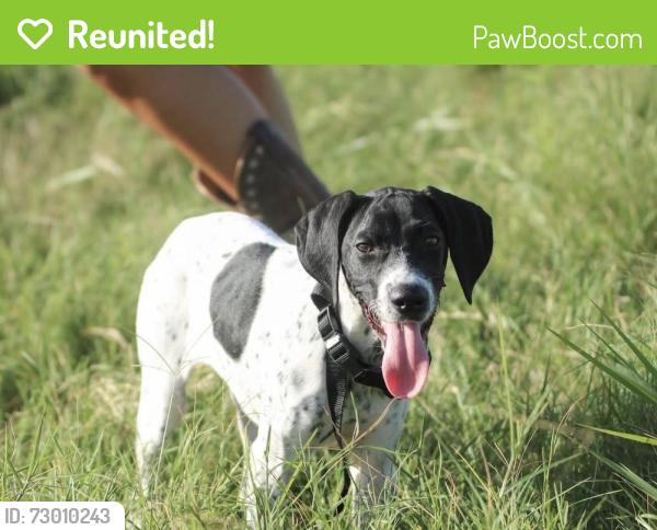 Reunited Female Dog last seen Woodleaf Blvd, Wesley Chapel, FL 33544, USA, Wesley Chapel, FL 33544