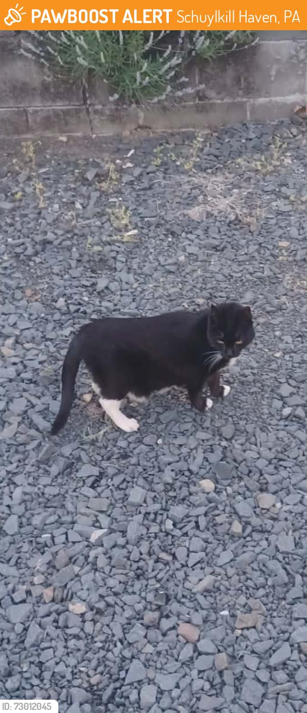 Found/Stray Unknown Cat last seen Near Red Creek Wildlife, Schuylkill Haven, PA 17972
