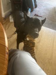 Shelter Stray Male Dog last seen Near Kingsbridge Avenue, BRONX, NY, 10463, 326 E 110th St, New York, NY 10029, USA