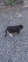 Found/Stray Unknown Cat last seen Near Red Creek Wildlife, Schuylkill Haven, PA 17972