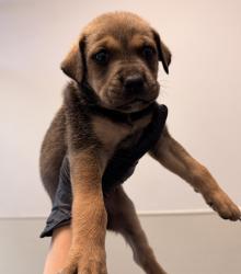 Shelter Stray Male Dog last seen Near Ocean Hills Parkway, San Diego, CA, 92154, 5500 Gaines St, San Diego, CA 92110, USA