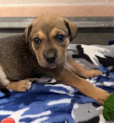 Shelter Stray Female Dog last seen Near Ocean Hills Parkway, San Diego, CA, 92154, 5500 Gaines St, San Diego, CA 92110, USA