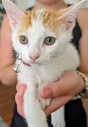 Shelter Stray Male Cat last seen St Andrews Avenue, San Diego, CA, 92154, 5500 Gaines St, San Diego, CA 92110, USA