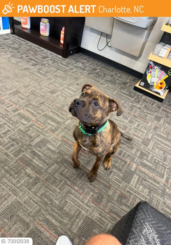 Found/Stray Male Dog last seen Plaza/N davidson, Charlotte, NC 28205