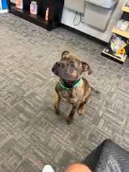 Found/Stray Male Dog last seen Plaza/N davidson, Charlotte, NC 28205