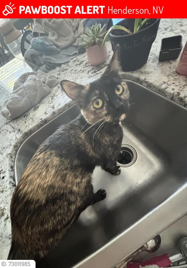 Lost Female Cat last seen Pandora Canyon & Sacred Court , Henderson, NV 89052