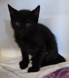 Shelter Stray Male Cat last seen Near Sturgess Avenue, La Mesa, CA, 91941, 5500 Gaines St, San Diego, CA 92110, USA