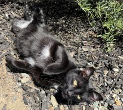 Lost Male Cat last seen Flower drive and willow creek , Folsom, CA 95630