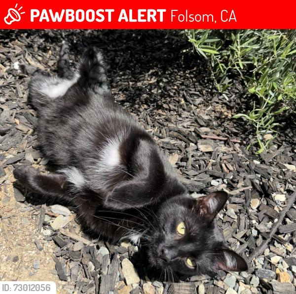 Lost Male Cat last seen Flower drive and willow creek , Folsom, CA 95630