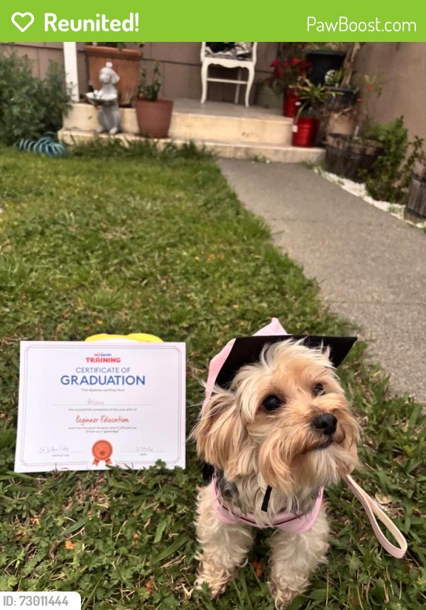 Reunited Female Dog last seen Amador St, Vallejo, CA 94590, USA, Vallejo, CA 94590
