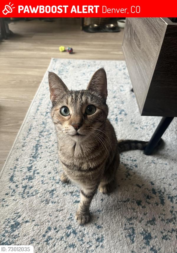 Lost Female Cat last seen S Fox St and W Warren Ave, Denver, CO 80223