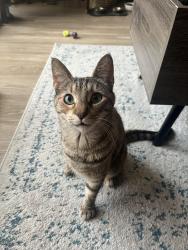 Lost Female Cat last seen S Fox St and W Warren Ave, Denver, CO 80223