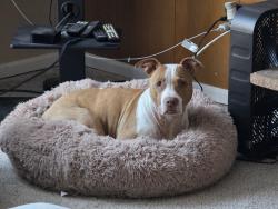 Lost Female Dog last seen 80th and 216th St SW, Edmonds, WA 98026