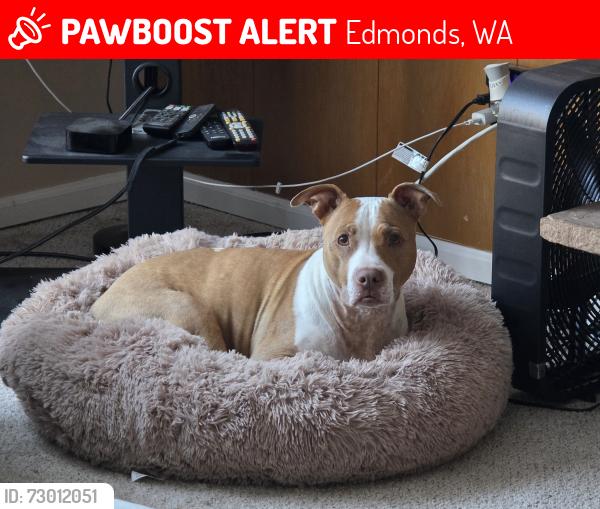 Lost Female Dog last seen 80th and 216th St SW, Edmonds, WA 98026