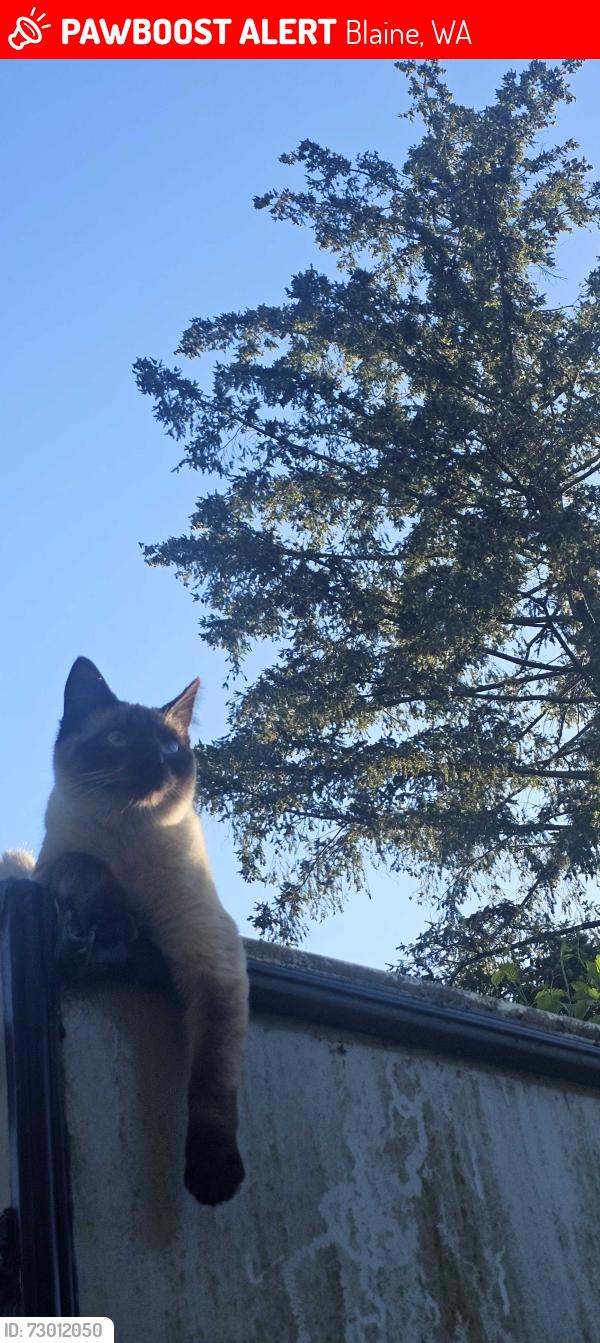 Lost Female Cat last seen Drayton harbor, Blaine, WA 98230