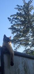 Lost Female Cat last seen Drayton harbor, Blaine, WA 98230