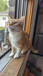 Lost Male Cat last seen Highland ave beaver falls, Beaver Falls, PA 15010