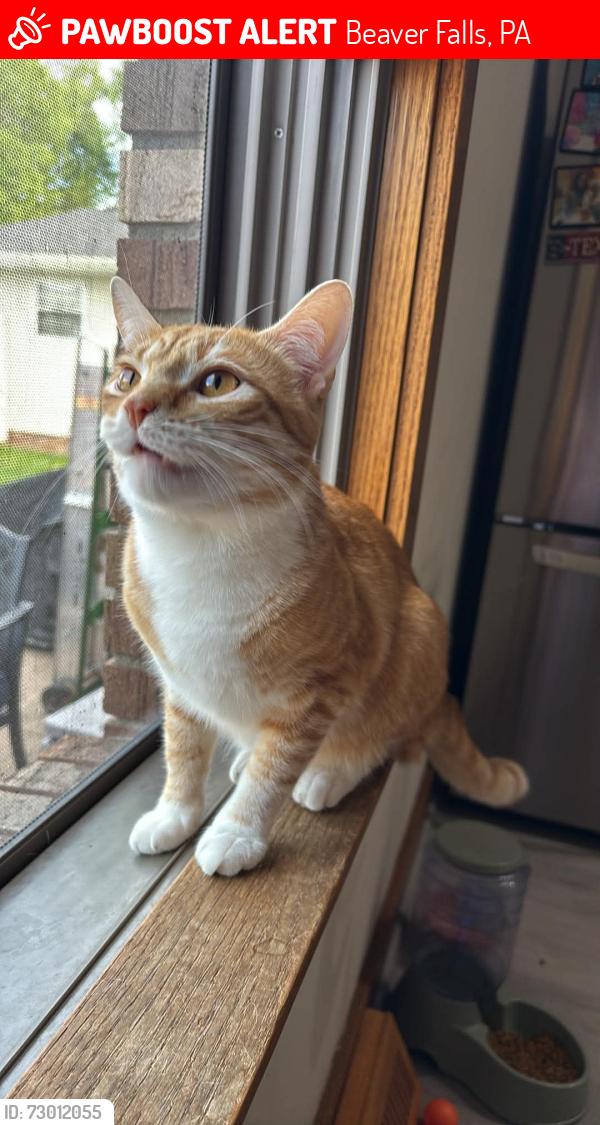 Lost Male Cat last seen Highland ave beaver falls, Beaver Falls, PA 15010