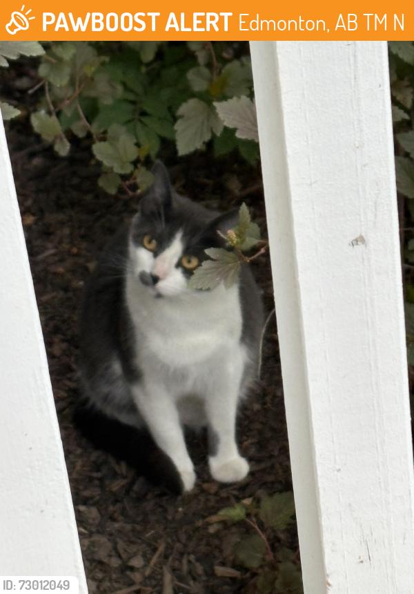 Found/Stray Unknown Cat last seen Edgemont Link & Edgemont Drive, Edmonton, AB T6M 2N6