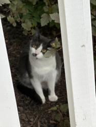Found/Stray Unknown Cat last seen Edgemont Link & Edgemont Drive, Edmonton, AB T6M 2N6